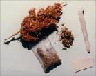 cannabisul (cannabis sativa) cannabisul este numit de obicei este o ce n zonelor calde sau