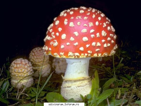 Amanita Muscaria!! - Amanita muscaria (multe dintre amestecurile - Plante etnobotanice